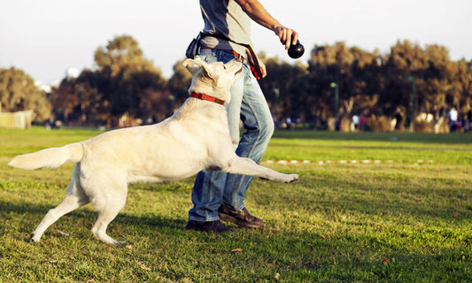 So trainieren Sie Ihren Hund: Ein Leitfaden für Anfänger zur positiven Verstärkung